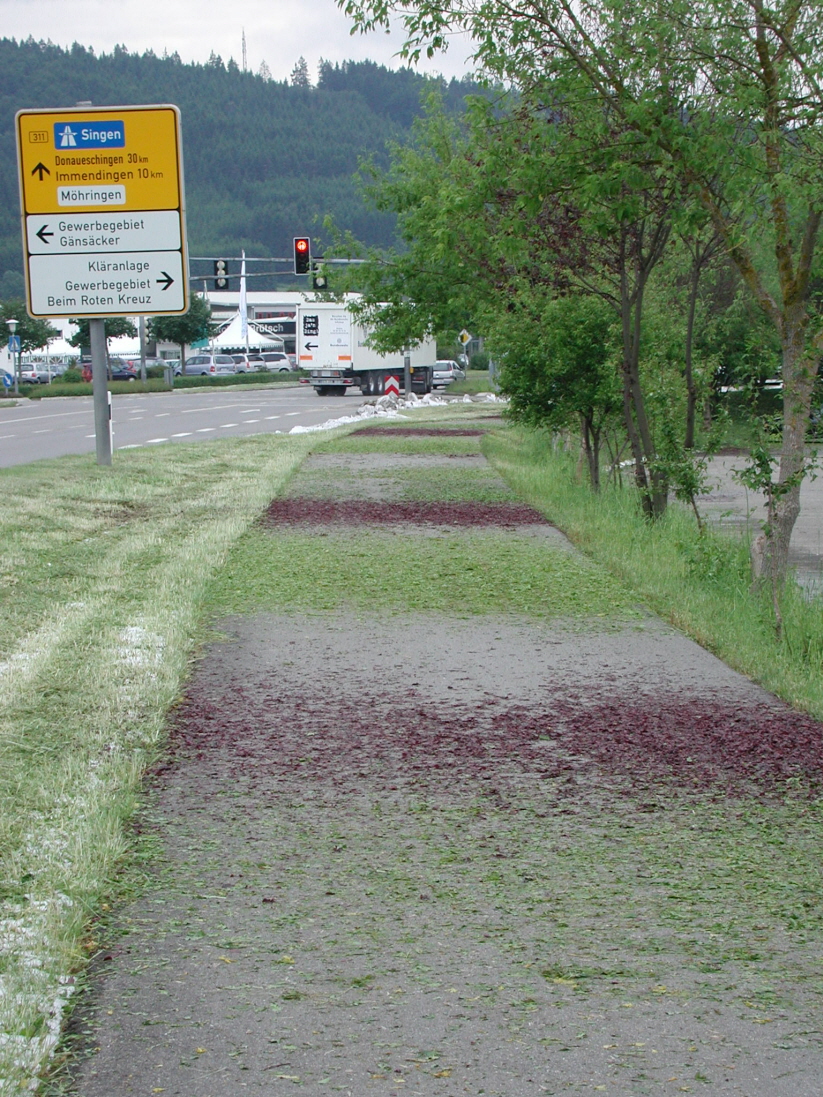 Radweg bei Abzweig Gänsäcker, Farbspiel mit Blättern